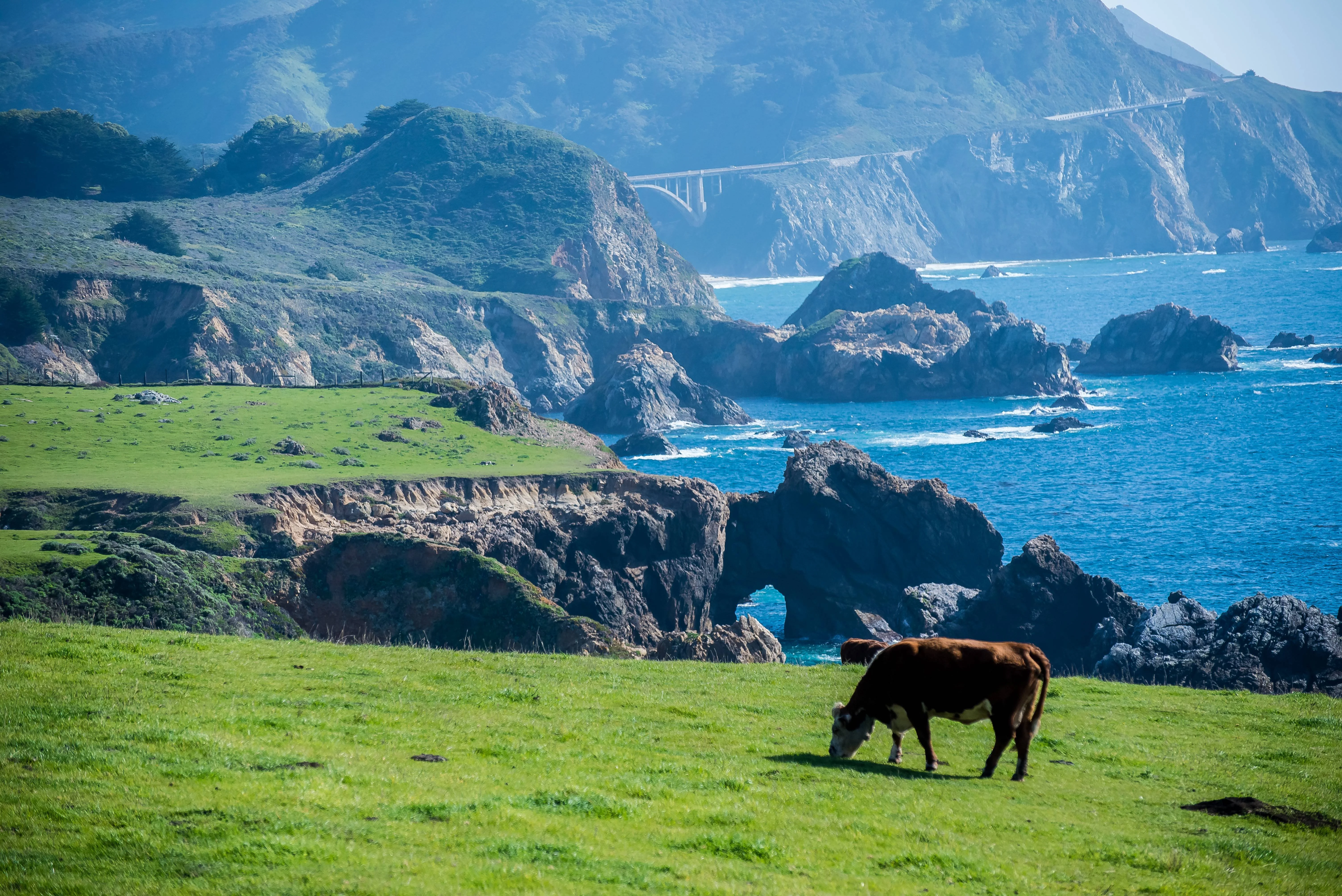 A cow on the Big Sur coastline along Highway 1